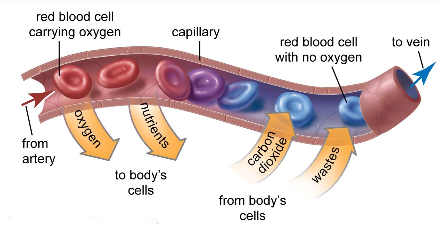 cross-section-of blood-vessels